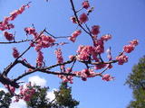 兼六園梅